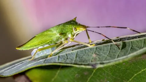 Green Stink bug Stock Photos