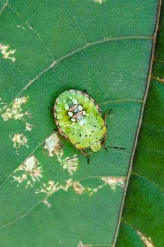 A green stink bug with a red pattern on its shell sits on a green leaf. Conce Stock Photos