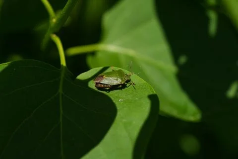 Green stink bug resting on sunlit leaf with soft blurred foliage background Stock Photos