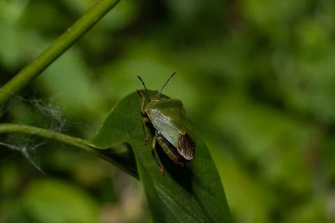 Green stink bug resting on sunlit leaf with soft blurred foliage background Stock Photos