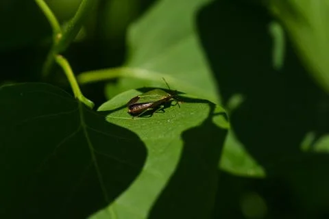 Green stink bug resting on sunlit leaf with soft blurred foliage background Stock Photos
