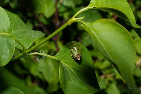 Green stink bug resting on sunlit leaf with soft blurred foliage background Stock Photos
