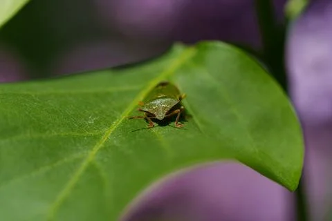 Green stink bug resting on sunlit leaf with soft blurred foliage background Stock Photos