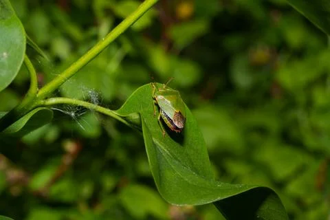 Green stink bug resting on sunlit leaf with soft blurred foliage background Stock Photos