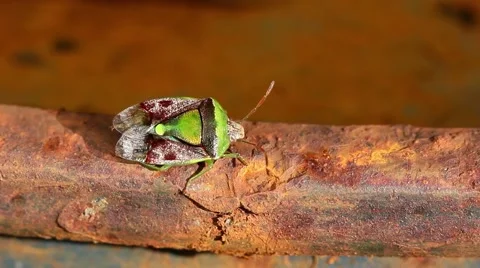 Green Stink Bug spreading wings. Stock Footage 50113493