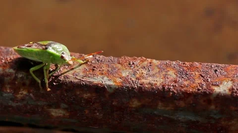 Green Stink Bug sun bathing. Stock Footage 50113514
