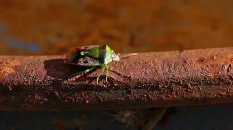 Green Stink Bug walking fast. Stock Footage 50112688