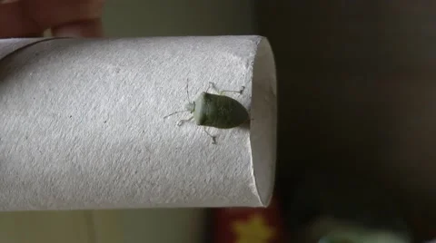 Green stink vegetable bug. Vídeos de archivo 58484351