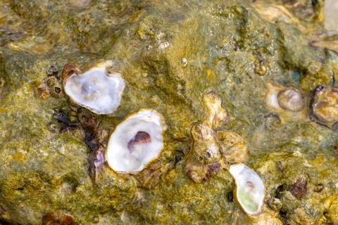 Green stone algae oyster shell close-up background texture sea fauna Stock Photos