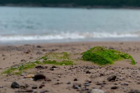 The green stone in the beach Stock Photos