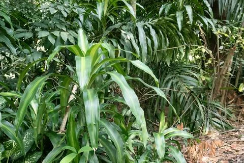 Green Strap Leaf Cluster in Tropical Forest Understory Stock Photos