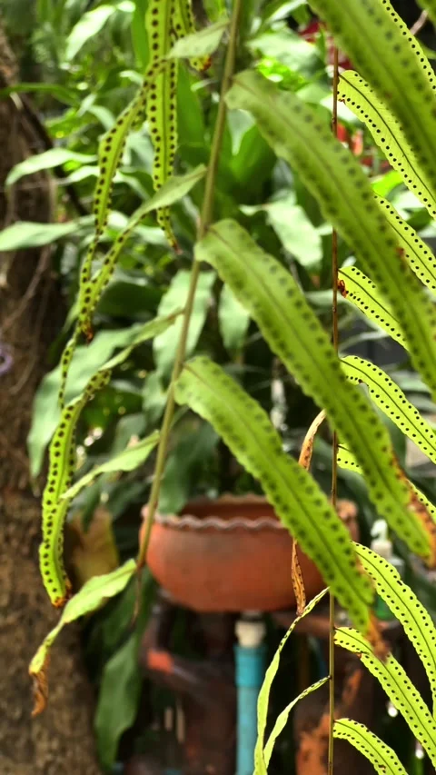 Green Strap-Shaped Fern Fronds with Sori in a Tropical Garden Setting Stock Footage 324557953