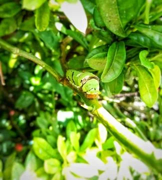 Green straw on the branch Stock Photos