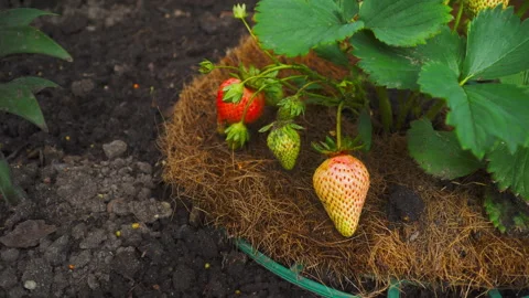 Green strawberries on a bush Видео 333726010