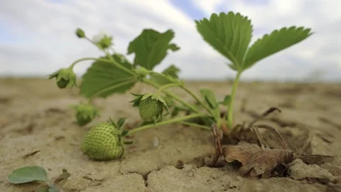 Green strawberry fruit close up, 4K Stock Footage 245757537