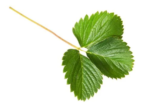 Green strawberry leaf Stock Photos
