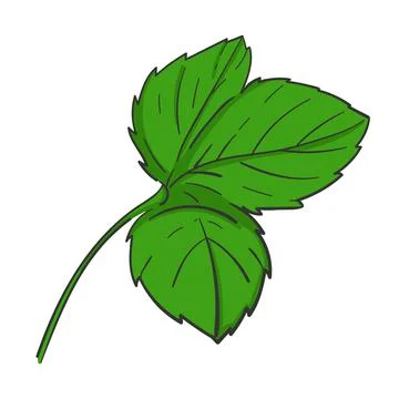 Green strawberry leaf. Summer vector illustration. On a white background Stock Illustration
