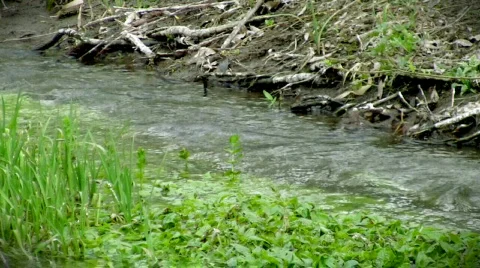 Green stream, sound Video stock 378137