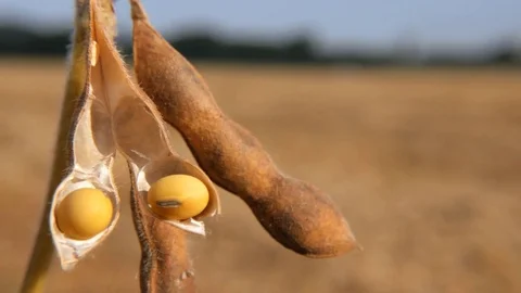 Green String Bean with Grain Close-Up in Field on Sunny Day Stock Footage 80258248