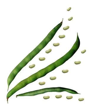 Green string beans with peas. Isolated image. Stock Photos