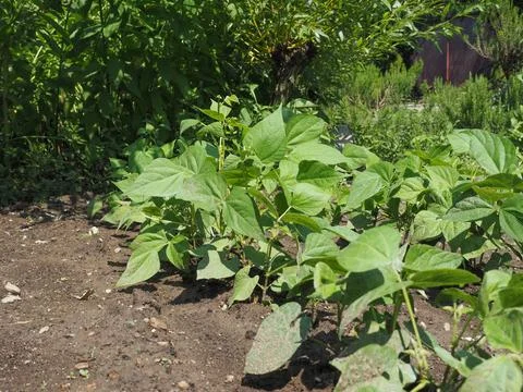 Green string snap beans legumes vegetables food plant Stock Photos