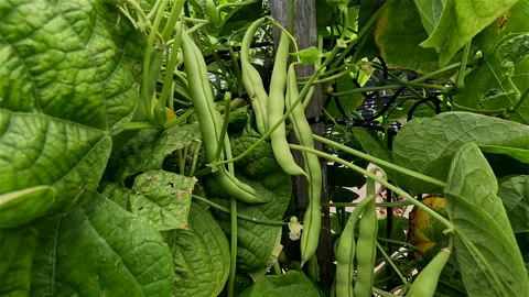 Green Stringless Beans Ready  P5  2025 Stock Footage 300535031