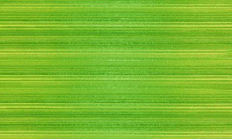 Green striped background creating dynamic visual effect Stock Photos