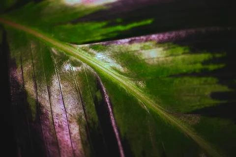 The green striped leaf texture with pink shade Stock Photos