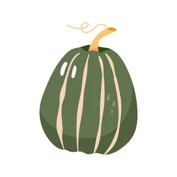 Green striped pumpkin vector illustration autumn harvest vegetable isolated Stock Illustration
