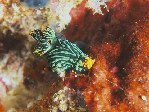Green striped sea snail, variable neon star snail (Nembrotha kubaryana), on Fotos de archivo