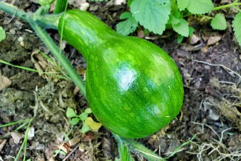 Green Striped Squash. Stock Photos