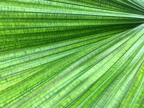 Green Striped Texture Leaf Background Stock Photos