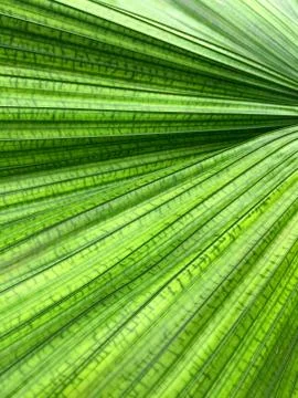 Green Striped Texture Leaf Background Foto stock