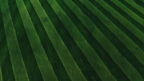 Green striped wheat fields from a height of flight Stock Footage 125899861