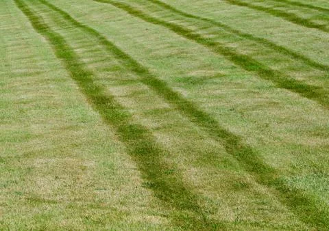 Green Stripes Grass Stock Photos