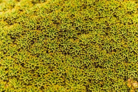 Green structure plant Stock Photos