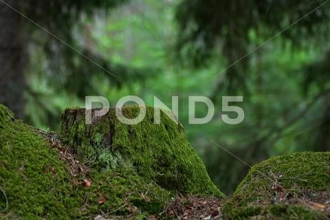 Green stump Stock Photos