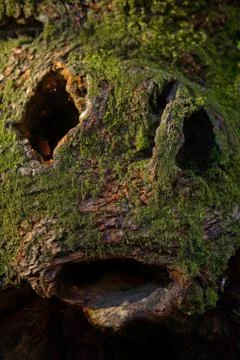 Green stump Stock Photos