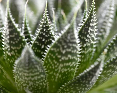 Green succulent background Stock Photos