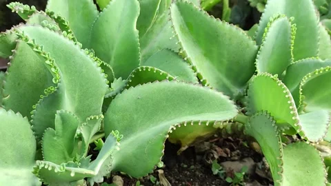 Green Succulent with Leaf-borne Plantlets and Jagged Edges in Focus Stock Footage 311873088