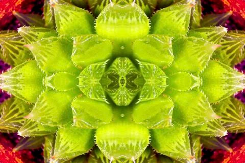 Green succulent Stock Photos