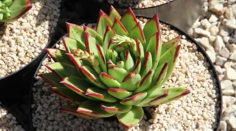 Green Succulent plant Stock Footage 51483615