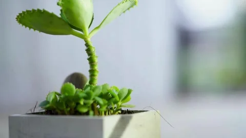 Green succulent plant grows in small gray concrete pot Stock Footage 333810357