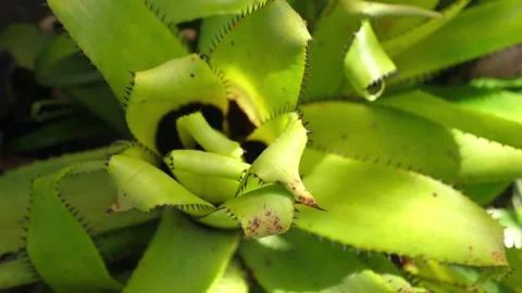 Green succulent plant sharp edges spotted leaves texture. Botanical Vídeos de archivo 288717983