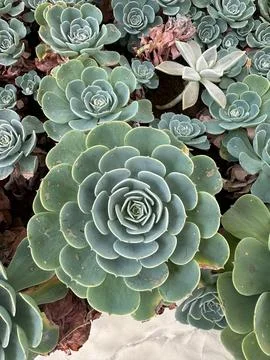 Green Succulent Rosette Set Stock Photos