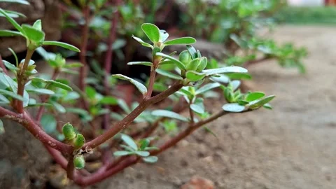 Green Succulent Shrub Shoots Over Dirt Surface Vídeo Stock 337441912