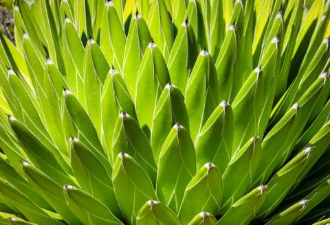 Green Succulent Stems With Repeating Pattern
