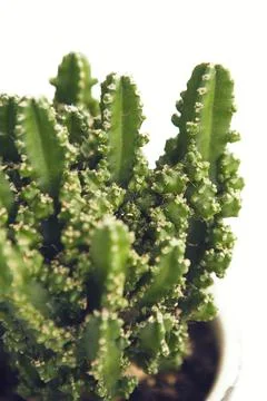 Green succulent on white background, close up Stock Photos