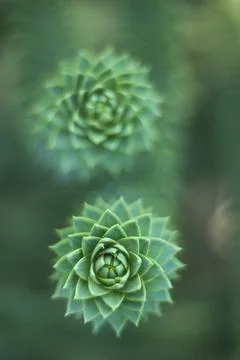 Green succulents Stock Photos