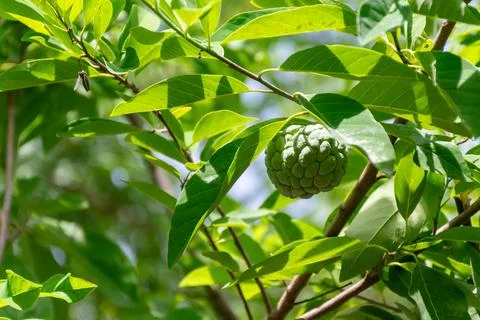 Green Sugar Apple Fruit on Tree Stock Photos